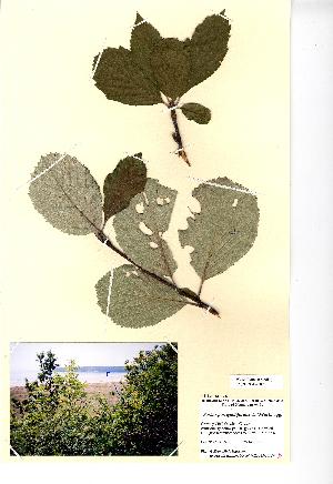  (Sorbus porrigentiformis - NMW709)  @11 [ ] Unspecified (default): All Rights Reserved  Unspecified Unspecified
