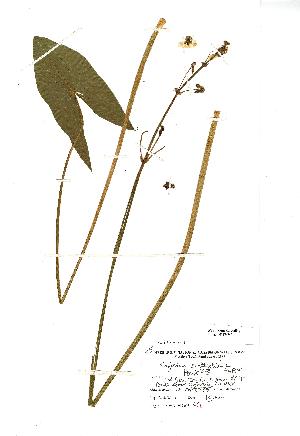  (Sagittaria sagittifolia - NMW743)  @11 [ ] CreativeCommons - Attribution (2012) National Museum Wales National Museum Wales