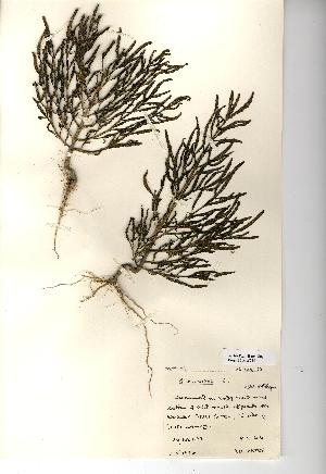  (Salicornia europaea - NMW744)  @11 [ ] Unspecified (default): All Rights Reserved  Unspecified Unspecified