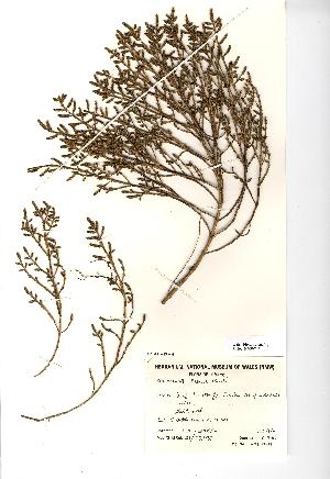  (Salicornia pusilla - NMW745)  @11 [ ] Unspecified (default): All Rights Reserved  Unspecified Unspecified