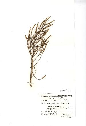  (Salicornia fragilis - NMW746)  @11 [ ] CreativeCommons - Attribution (2012) National Museum Wales National Museum Wales