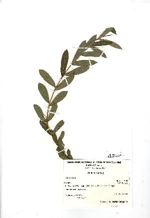  (Salix purpurea - NMW756)  @11 [ ] Unspecified (default): All Rights Reserved  Unspecified Unspecified