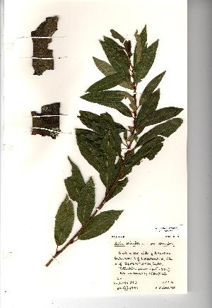  (Salix triandra - NMW758)  @11 [ ] Unspecified (default): All Rights Reserved  Unspecified Unspecified