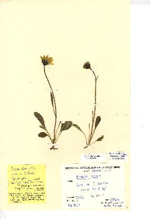  (Hieracium alpinum - NMW8250)  @11 [ ] CreativeCommons - Attribution (2012) National Museum Wales National Museum Wales
