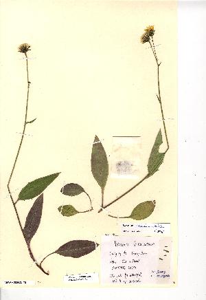  (Hieracium cacuminum - NMW8253)  @11 [ ] CreativeCommons - Attribution (2012) National Museum Wales National Museum Wales