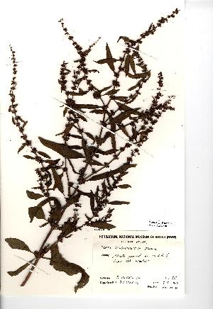  (Rumex conglomeratus - NMW830)  @11 [ ] Unspecified (default): All Rights Reserved  Unspecified Unspecified