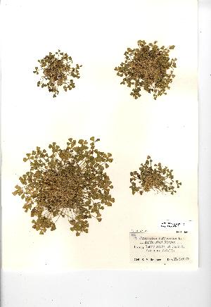  (Trifolium suffocatum - NMW962)  @11 [ ] Unspecified (default): All Rights Reserved  Unspecified Unspecified