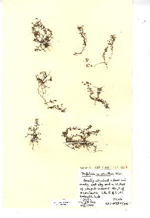  (Trifolium micranthum - NMW964)  @11 [ ] Unspecified (default): All Rights Reserved  Unspecified Unspecified