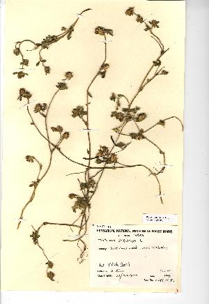  (Trifolium striatum - NMW965)  @11 [ ] Unspecified (default): All Rights Reserved  Unspecified Unspecified
