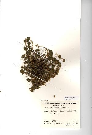  (Trifolium subterraneum - NMW967)  @11 [ ] Unspecified (default): All Rights Reserved  Unspecified Unspecified