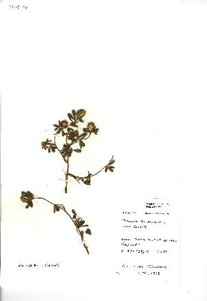  (Trifolium squamosum - NMW985)  @11 [ ] Unspecified (default): All Rights Reserved  Unspecified Unspecified