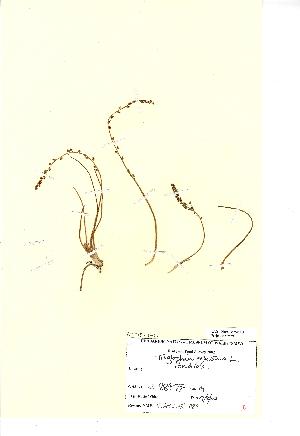  (Triglochin palustris - NMW988)  @11 [ ] Unspecified (default): All Rights Reserved  Unspecified Unspecified