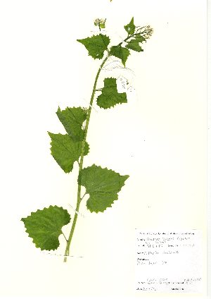  (Alliaria petiolata - NBGW6005)  @11 [ ] Unspecified (default): All Rights Reserved  Unspecified Unspecified