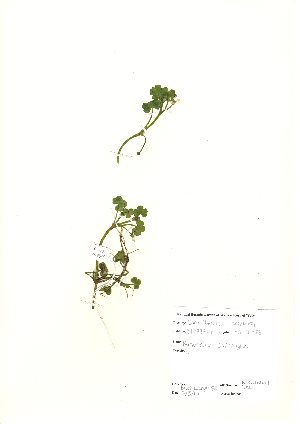  (Ranunculus omiophyllus - NBGW6027)  @11 [ ] Unspecified (default): All Rights Reserved  Unspecified Unspecified