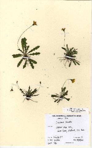  (Leontodon crispus - NMW5190)  @11 [ ] Unspecified (default): All Rights Reserved  Unspecified Unspecified