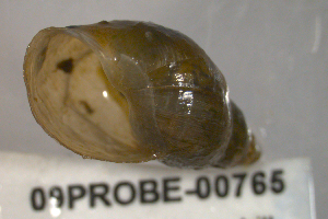  ( - PPM088)  @14 [ ] CC-0  Unspecified Unspecified