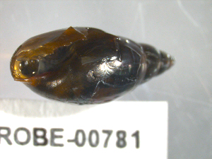  ( - PPM105)  @12 [ ] CC-0  Unspecified Unspecified