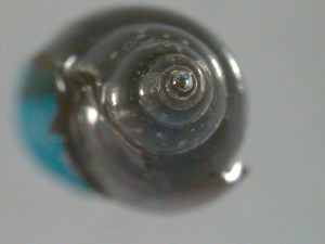  ( - PPM105)  @12 [ ] CC-0  Unspecified Unspecified