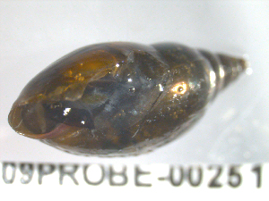  ( - PPM168)  @12 [ ] Unspecified (default): All Rights Reserved  Unspecified Unspecified