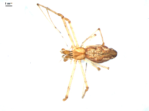  ( - BIOUG00618-H10)  @13 [ ] CC-0  G. Blagoev 2010 Unspecified