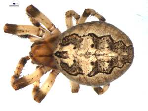  ( - BIOUG00624-C07)  @13 [ ] CC-0  G. Blagoev 2010 Unspecified