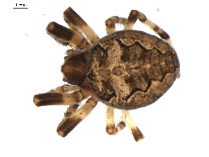  ( - BIOUG00624-D04)  @13 [ ] CC-0  G. Blagoev 2010 Unspecified