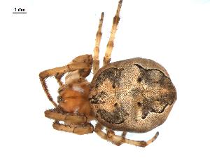  ( - BIOUG00624-E05)  @13 [ ] CC-0  G. Blagoev 2010 Unspecified