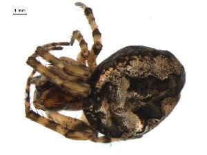  ( - BIOUG00624-E07)  @13 [ ] CC-0  G. Blagoev 2010 Unspecified