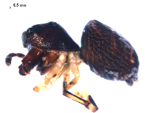  ( - BIOUG00626-A06)  @12 [ ] CC-0  G. Blagoev 2010 Unspecified
