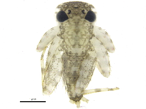  ( - BIOUG25381-E10)  @13 [ ] CreativeCommons - Attribution (2015) CBG Photography Group Centre for Biodiversity Genomics