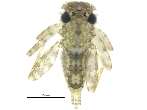 ( - BIOUG25381-E11)  @13 [ ] CreativeCommons - Attribution (2015) CBG Photography Group Centre for Biodiversity Genomics