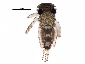  ( - BIOUG26609-H05)  @13 [ ] CreativeCommons - Attribution (2015) CBG Photography Group Centre for Biodiversity Genomics