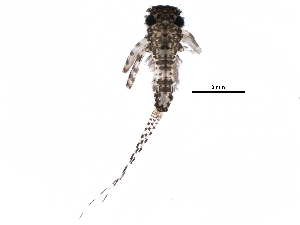  ( - BIOUG26609-H06)  @13 [ ] CreativeCommons - Attribution (2015) CBG Photography Group Centre for Biodiversity Genomics