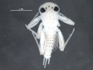  ( - BIOUG26609-H08)  @13 [ ] CreativeCommons - Attribution (2015) CBG Photography Group Centre for Biodiversity Genomics