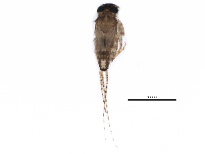  ( - BIOUG26609-H10)  @13 [ ] CreativeCommons - Attribution (2015) CBG Photography Group Centre for Biodiversity Genomics