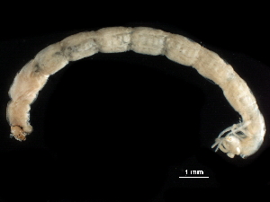  ( - BIOUG43980-D10)  @11 [ ] CreativeCommons - Attribution (2018) CBG Photography Group Centre for Biodiversity Genomics