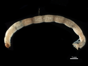  ( - BIOUG43980-D11)  @11 [ ] CreativeCommons - Attribution (2018) CBG Photography Group Centre for Biodiversity Genomics