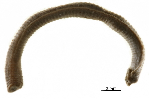 ( - BIOUG43980-H10)  @11 [ ] CreativeCommons - Attribution (2018) CBG Photography Group Centre for Biodiversity Genomics