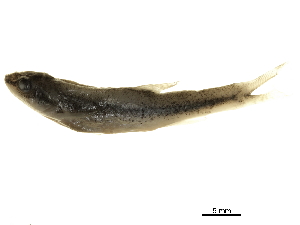  ( - CCDB-30639-E01)  @11 [ ] CreativeCommons - Attribution (2018) CBG Photography Group Centre for Biodiversity Genomics