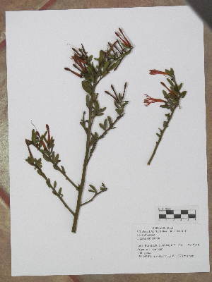  ( - BCRU-CBG-VRA 00033)  @11 [ ] Copyright (2016) Romina Vidal Russell Universidad Nacional del Comahue