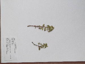  (Euphorbia collina - BCRU-CBG-VRA 00227)  @11 [ ] Copyright (2016) Romina Vidal Russell Universidad Nacional del Comahue