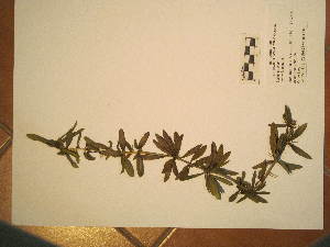  (Berberis linearifolia - BCRU-CBG-VRA 00381)  @11 [ ] Copyright (2016) Romina Vidal Russell Universidad Nacional del Comahue