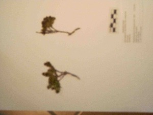  ( - BCRU-CBG-VRA 00106)  @11 [ ] Copyright (2016) Romina Vidal Russell Universidad Nacional del Comahue