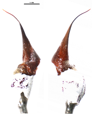  (Pterinochilus murinus - BIOGU00532-G06)  @11 [ ] CreativeCommons - Attribution (2016) Michael Morra Centre for Biodiversity Genomics