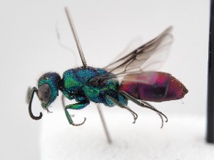  (Chrysis diacantha - PRC_00040)  @11 [ ] nrr (2022) Unspecified Paolo Rosa