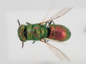  (Chrysis brevicarinata - PRC_00139)  @11 [ ] nrr (2022) Unspecified Paolo Rosa