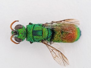  (Chrysis fulvicornis - PRC_00169)  @11 [ ] nrr (2022) Unspecified Paolo Rosa