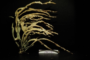  (Roccella phycopsis - LPRC5761)  @11 [ ] Copyright (2020) Rémy Poncet Muséum national d'Histoire naturelle, Paris