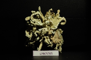  (Ramalina requienii - LPRC5765)  @11 [ ] Copyright (2020) Rémy Poncet Muséum national d'Histoire naturelle, Paris