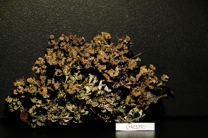  (Cladonia cervicornis - LPRC5771)  @11 [ ] Copyright (2020) Rémy Poncet Muséum national d'Histoire naturelle, Paris